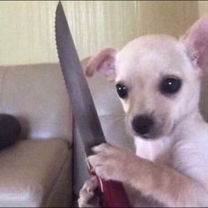 Meet your Posher, Ava